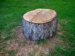Professional Tree Services in West Little River, FL