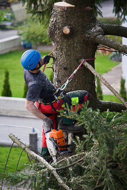  West Little River, FL Tree Services Pros