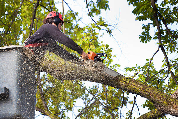 Leaf Removal in West Little River, FL